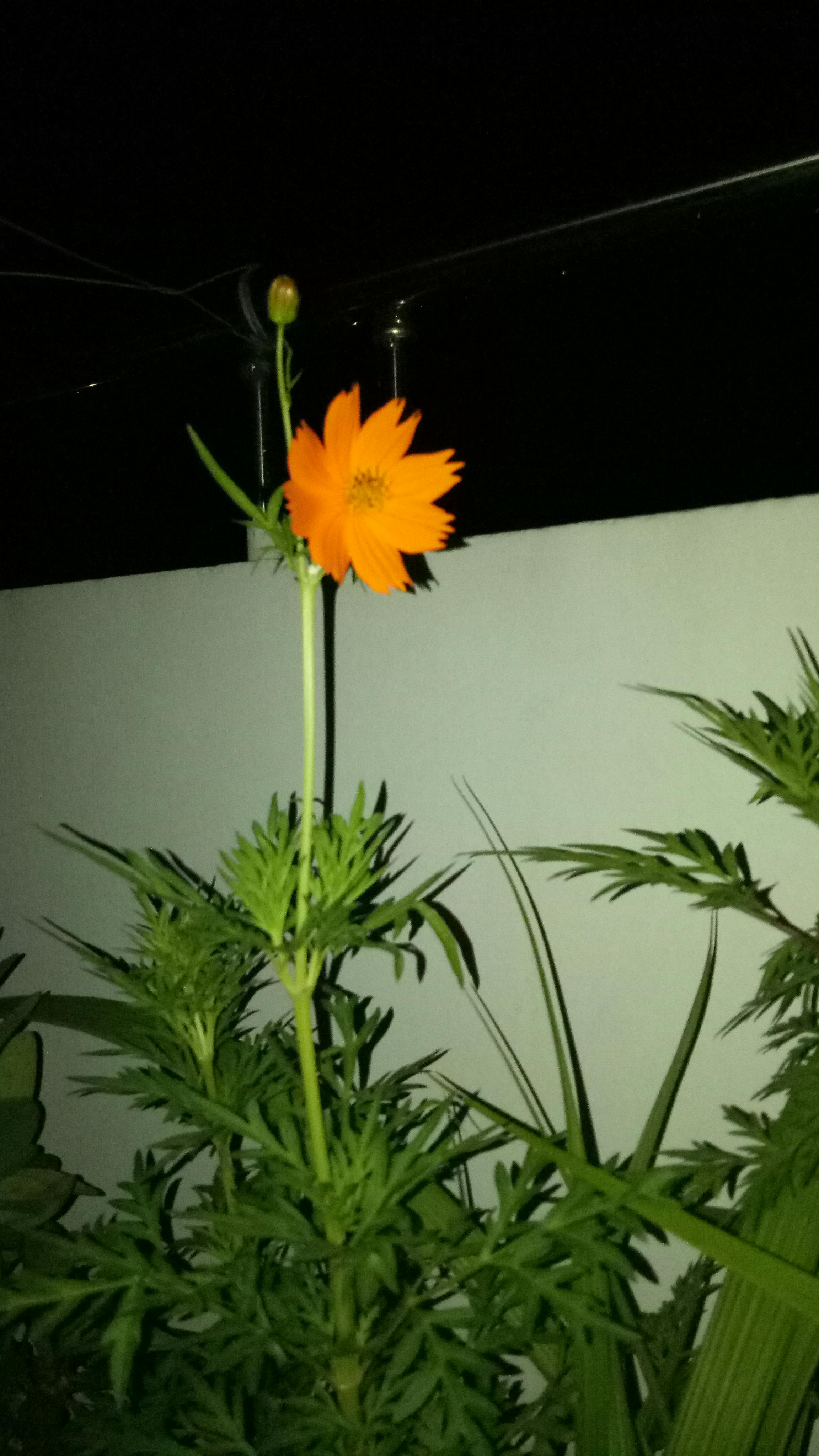 Tick and Lyme Disease Risk at Pelham Bay Park and Van Cortlandt Park: What Bronx Hikers and Dog Walkers Need to Know