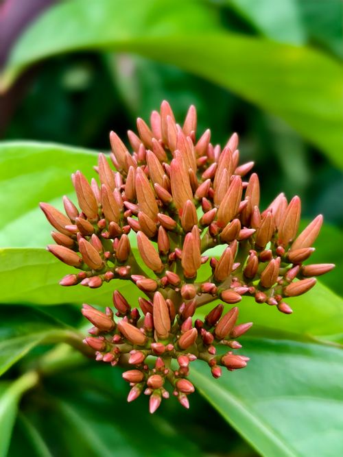 Free Close-up view of vibrant pink Ixora flower buds against lush green foliage in Kabacan, Philippines. Stock Photo
