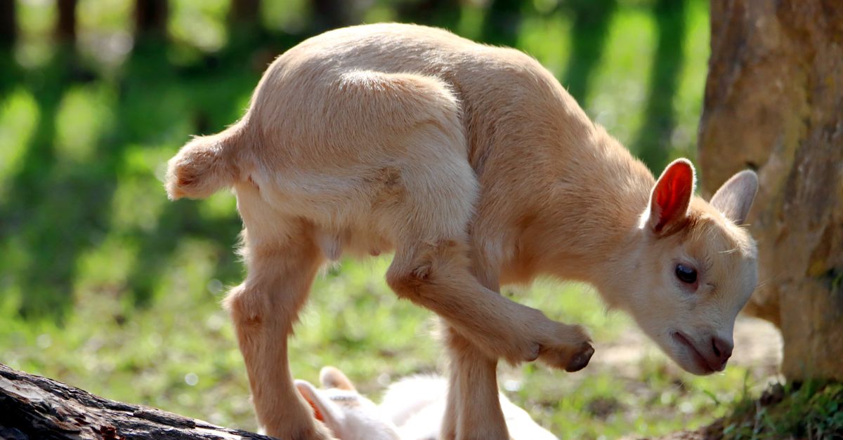 Rabies Alert: Baby Goats from N.C. Petting Zoo Test Positive