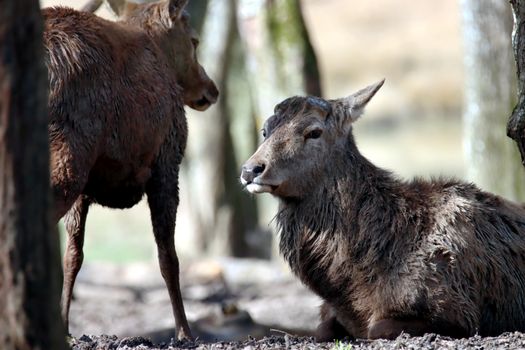 Two wild deer resting and interacting in a forest setting.