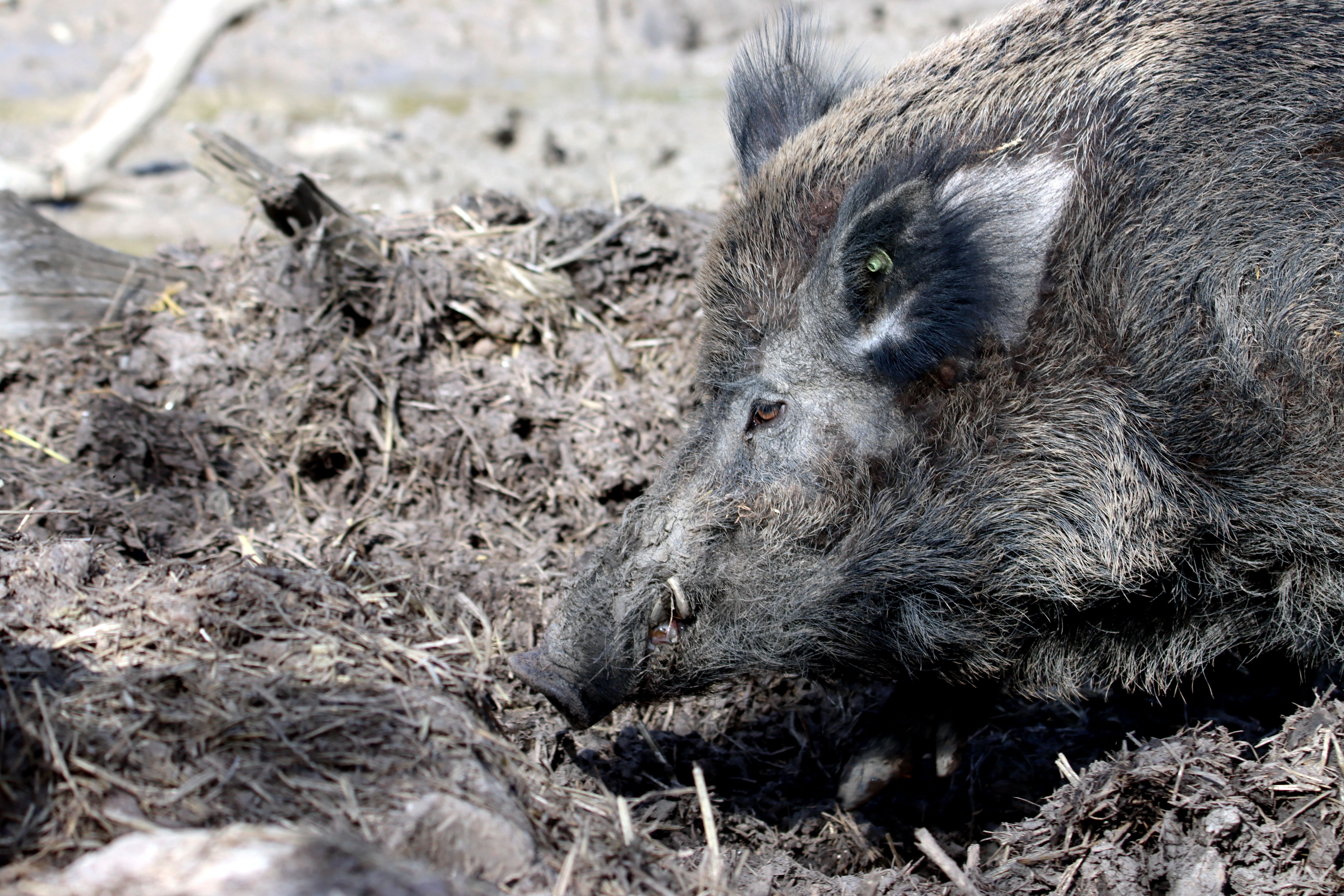 A detailed close-up of a wild boar rooting in the forest underbrush during the day.