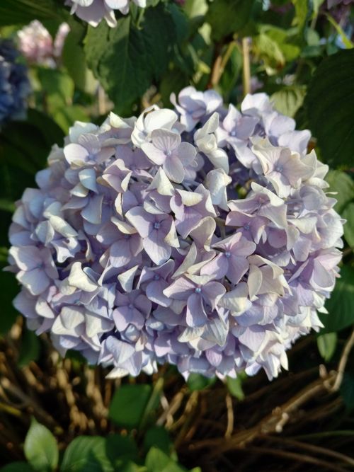 Free Close-up of a blooming hydrangea with soft pastel colors in natural sunlight. Stock Photo