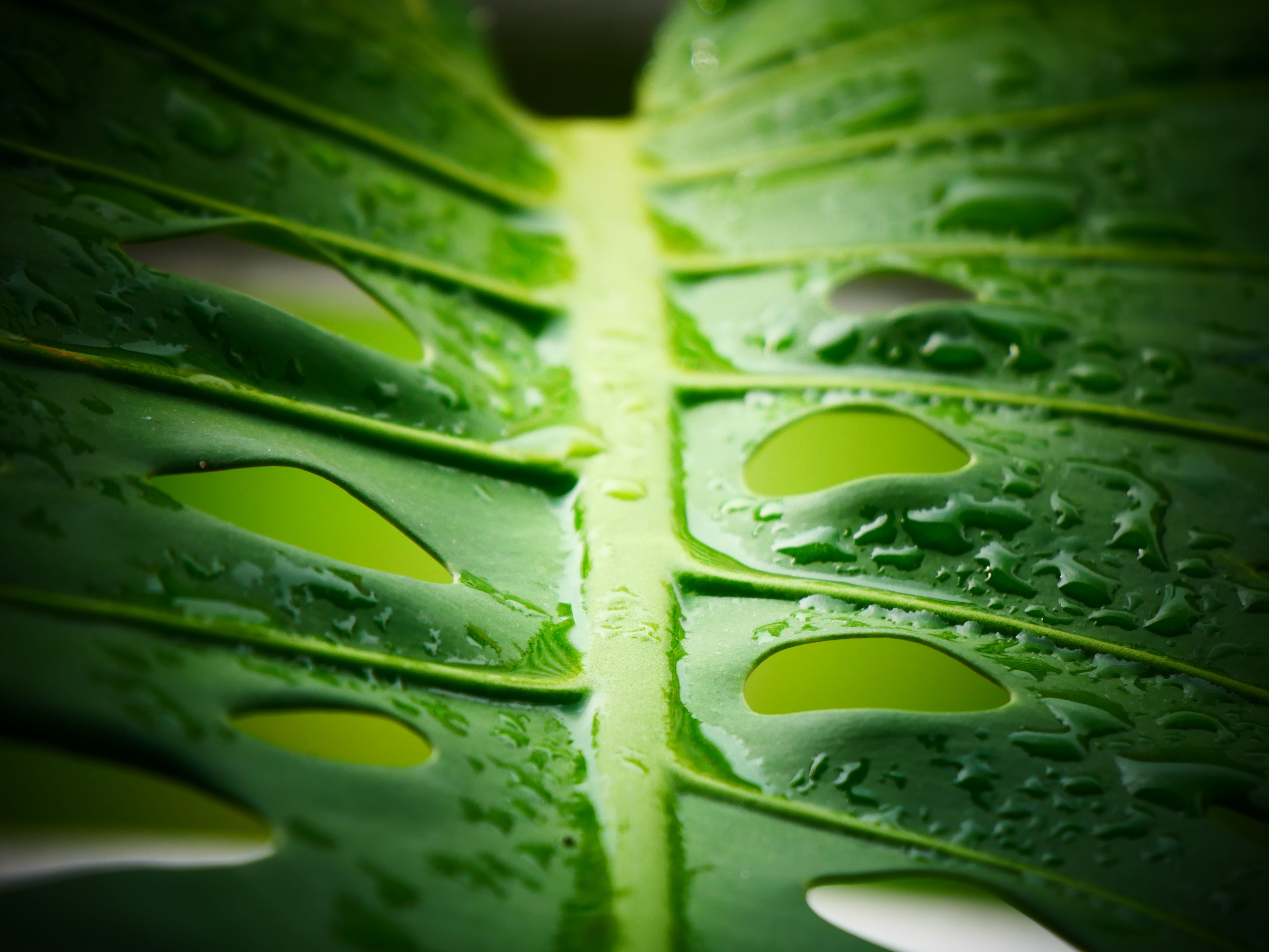 Wet monstera leaf with water drops  Free Stock Photo