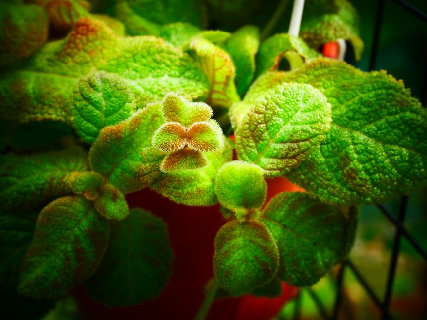Sinningia araneosa