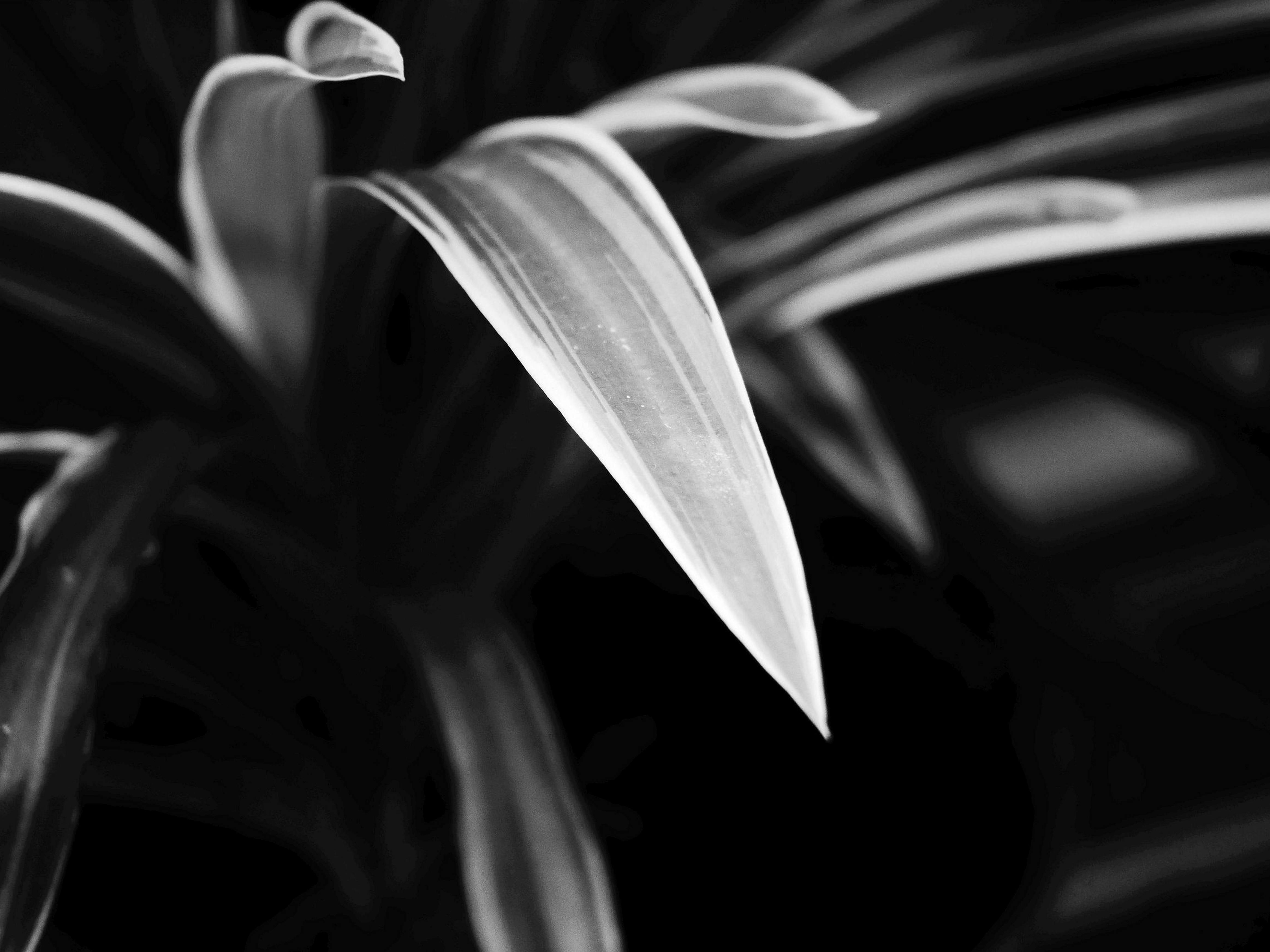 Free Black and white close-up of a spider plant leaf showcasing its detailed texture and patterns. Stock Photo