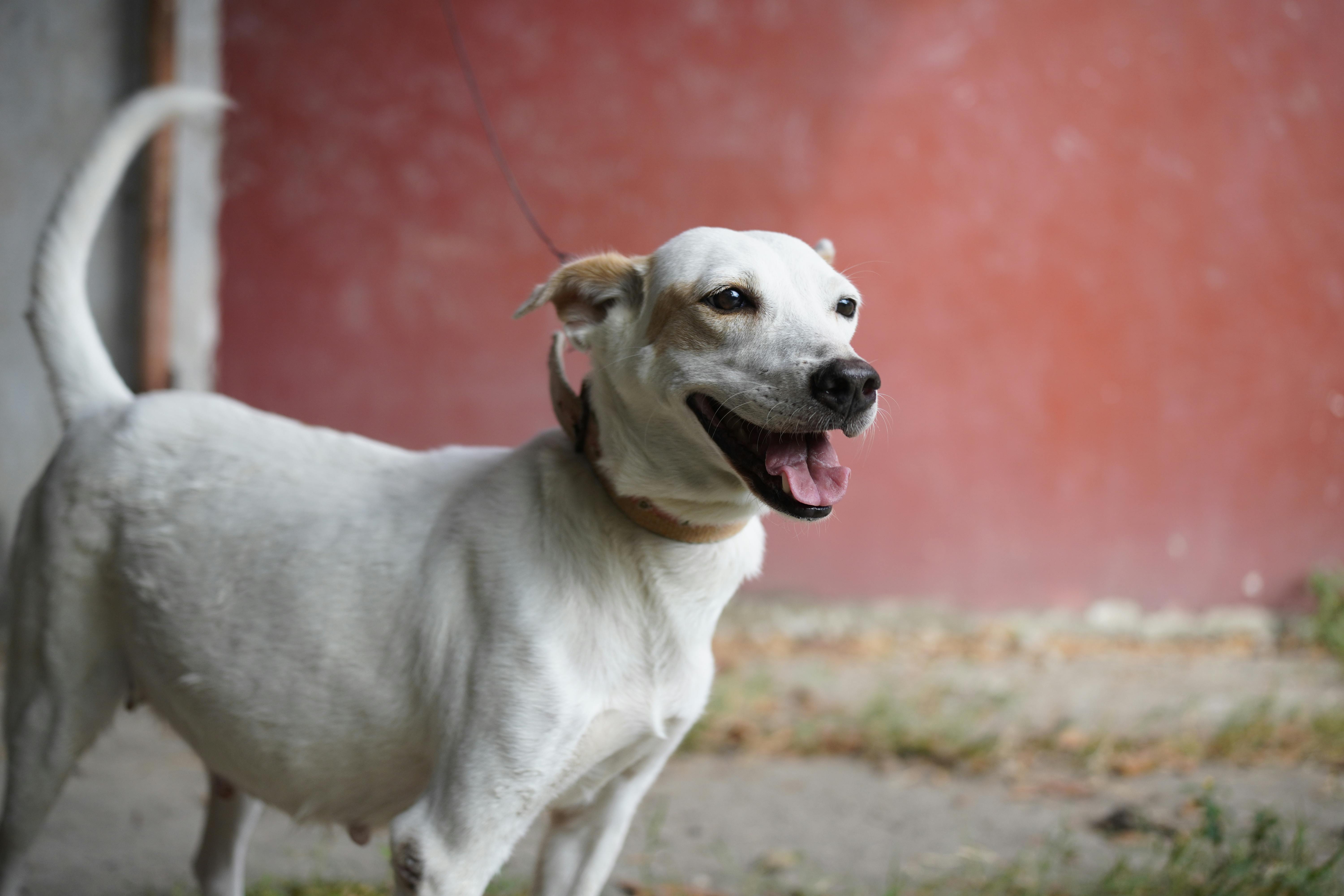 Joyful white dog stands outdoors against a rustic red wall, looking content and playful.