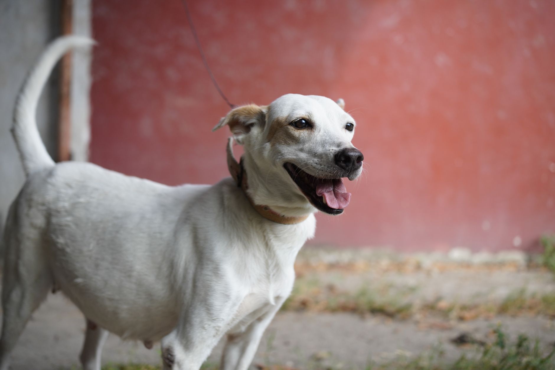 reactive dog on leash looking at owner