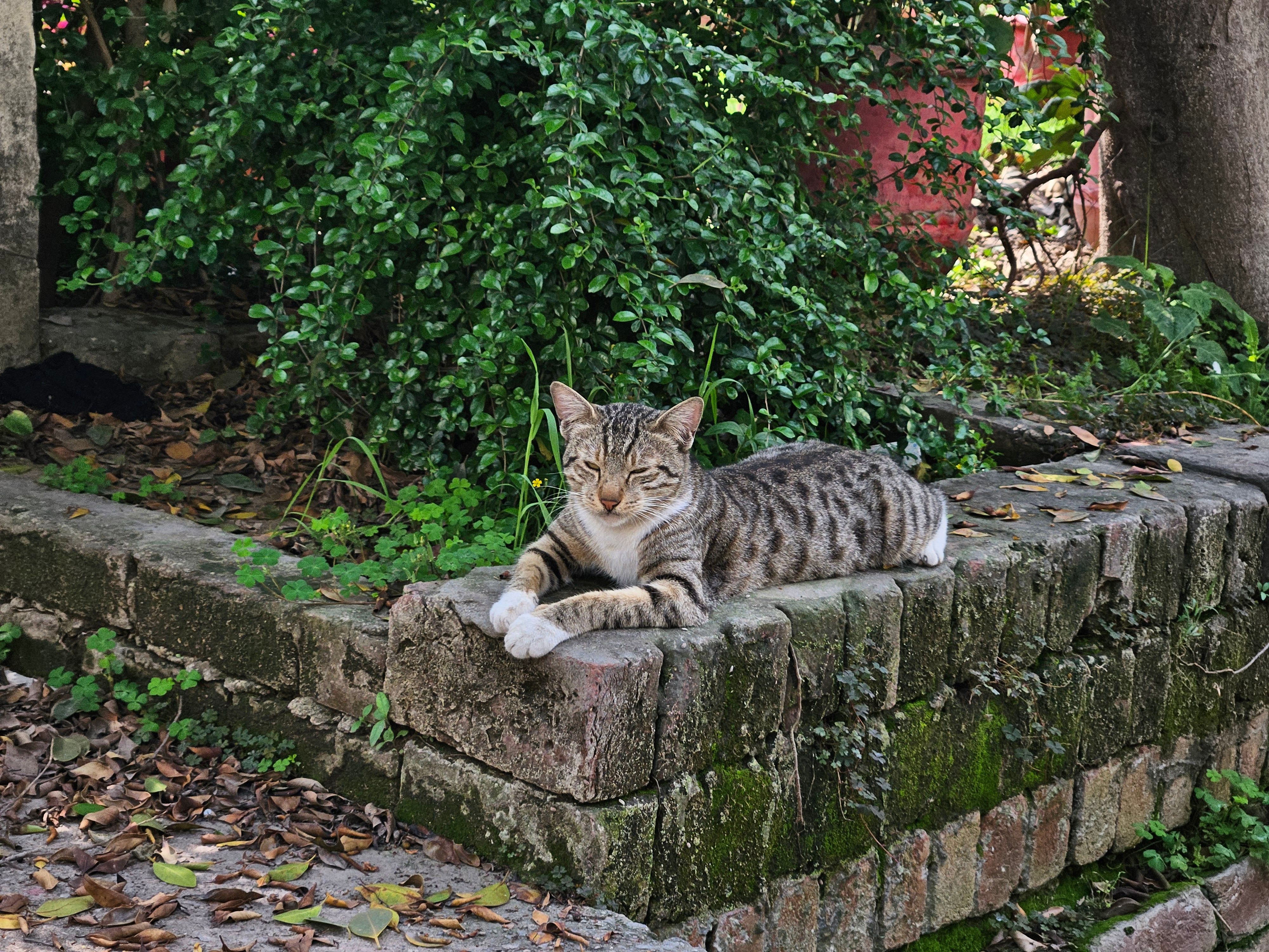 Relaxed Tabby Cat Lounging in Garden · Free Stock Photo