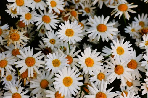 Free Close-up view of vibrant white daisies in full bloom, showcasing nature's beauty. Stock Photo