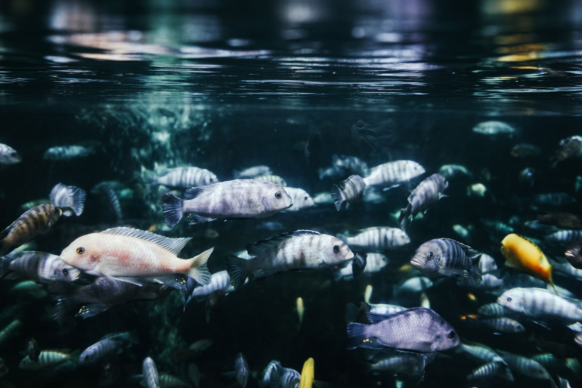 Underwater at Suluan Seamount