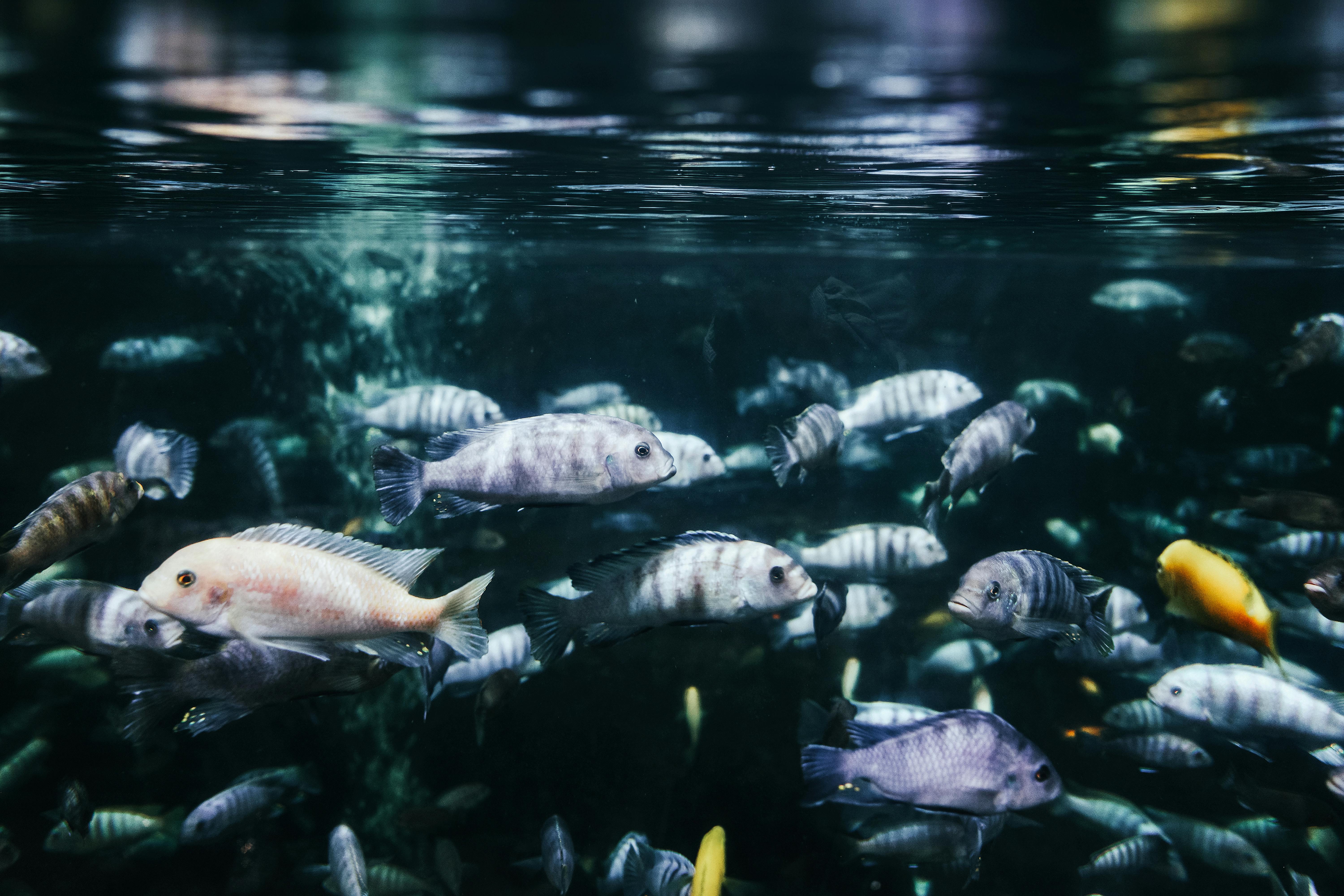 Gratuit O priveliște subacvatică captivantă care prezintă o gamă diversă de pești colorați care înoată grațios. Fotografie de stoc