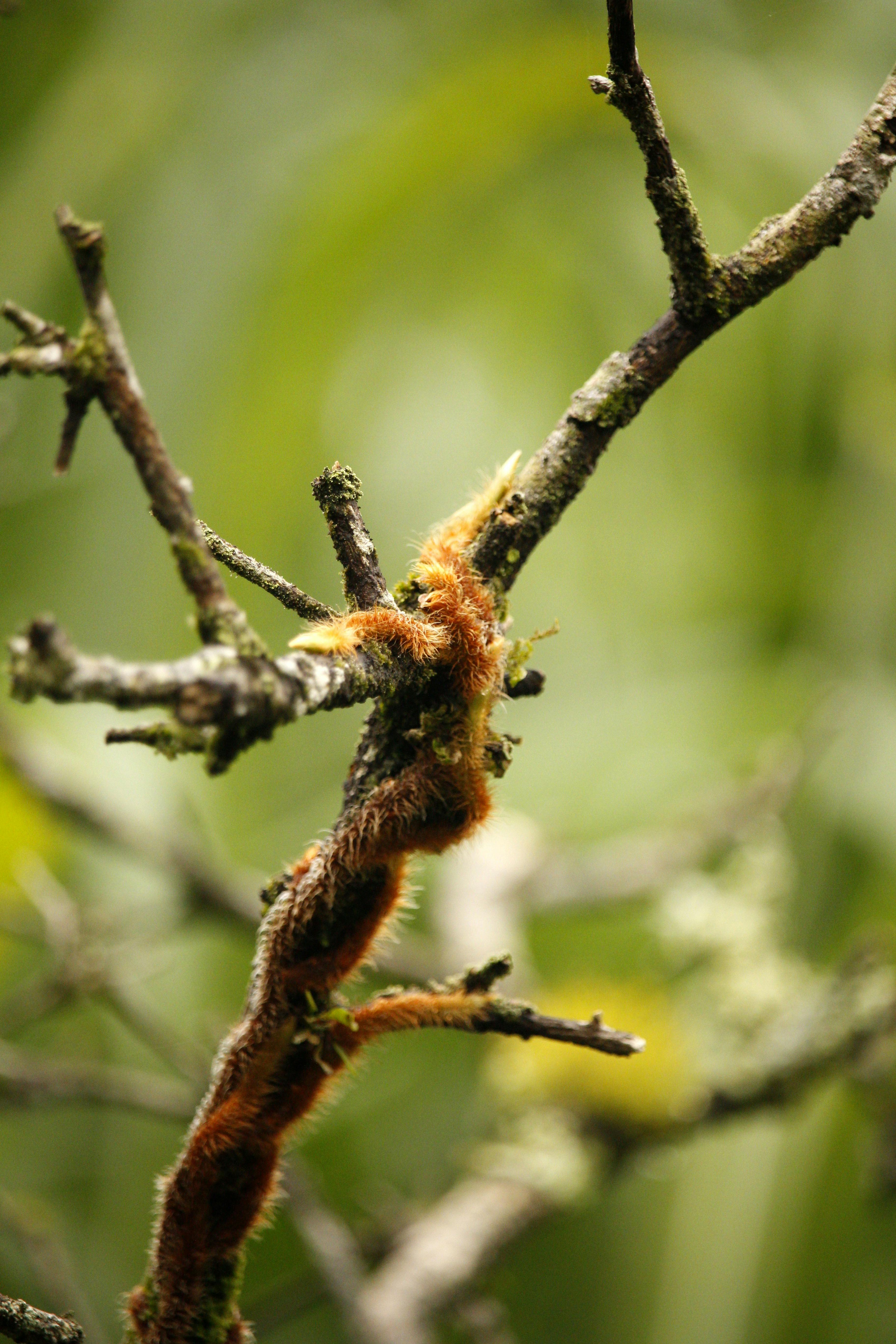 Close-up of a furry caterpillar crawling on a mossy branch in a Brazilian forest.