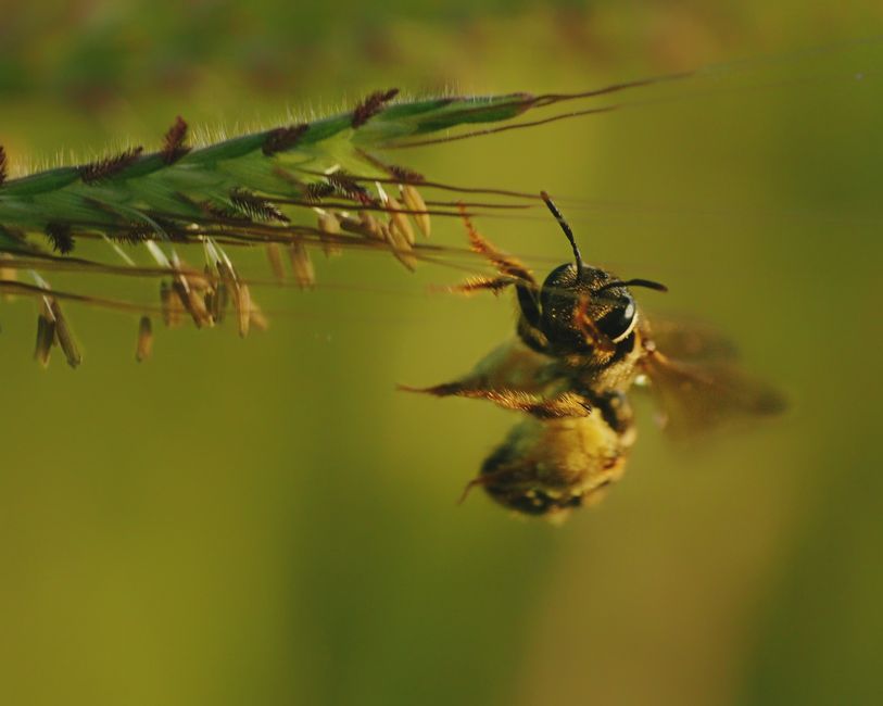 Abelha coletando néctar de uma planta, símbolo de polinização e biodiversidade.