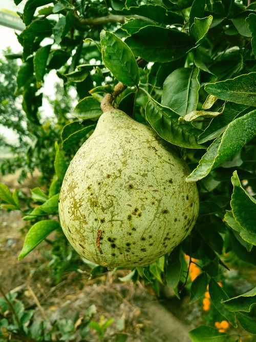 Free Detailed view of a ripe pomelo on a tree, showcasing its unique texture and lush leaves. Stock Photo