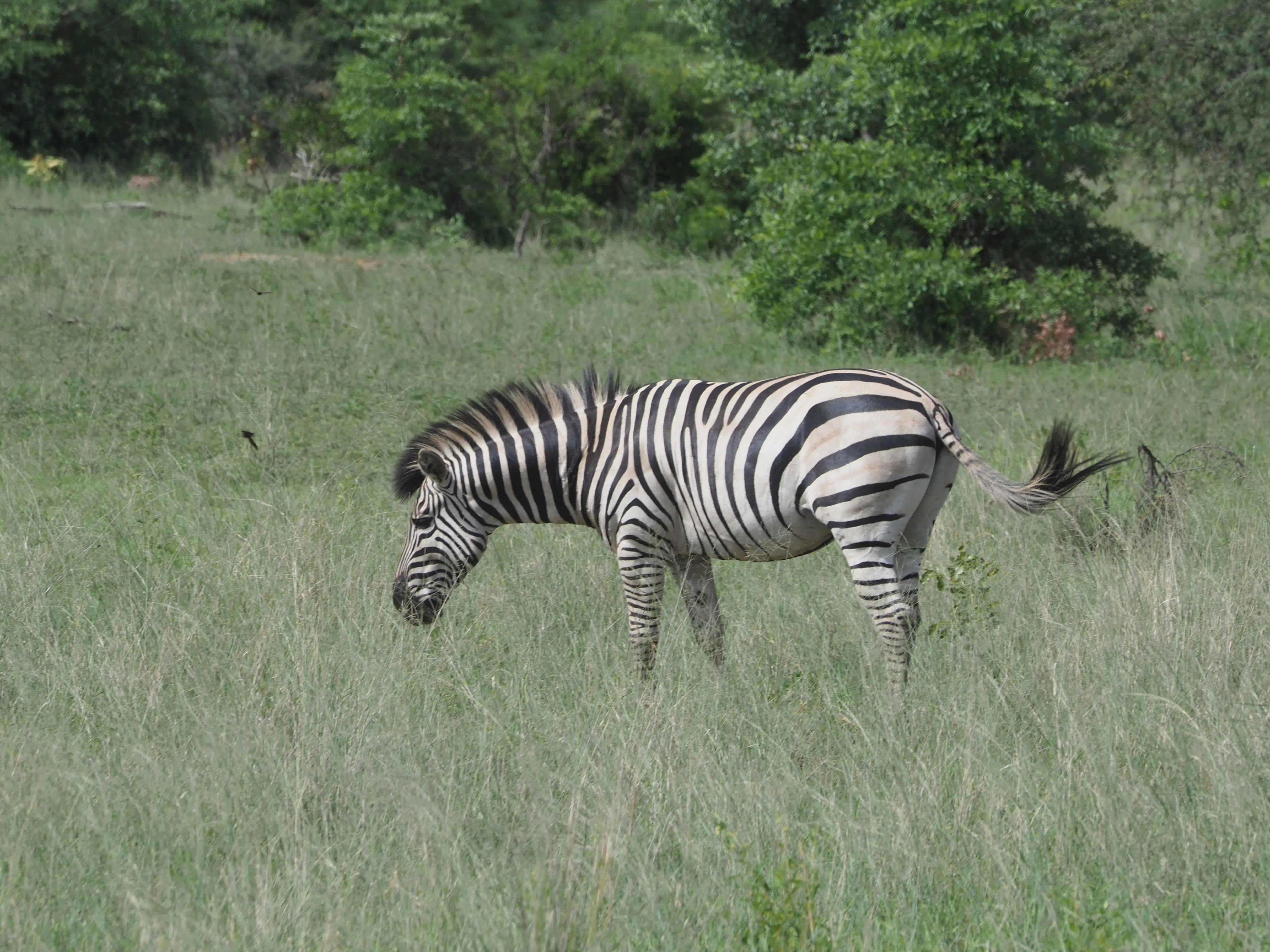 Zebra grazing peacefully in lush African grassland, showcasing wildlife and natural beauty.