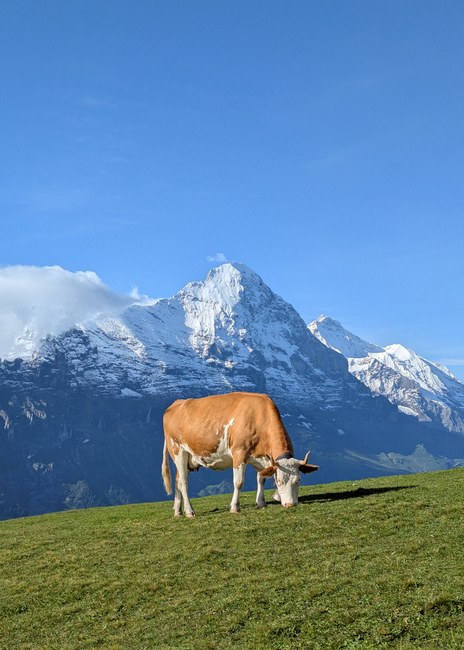 A Swiss cow grazes against the majestic backdrop of the Swiss Alps under a clear blue sky.