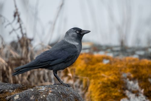 Free Eurasian Jackdaw perched on a moss-covered rock in Jönköping, Sweden, showcasing its distinctive plumage. Stock Photo
