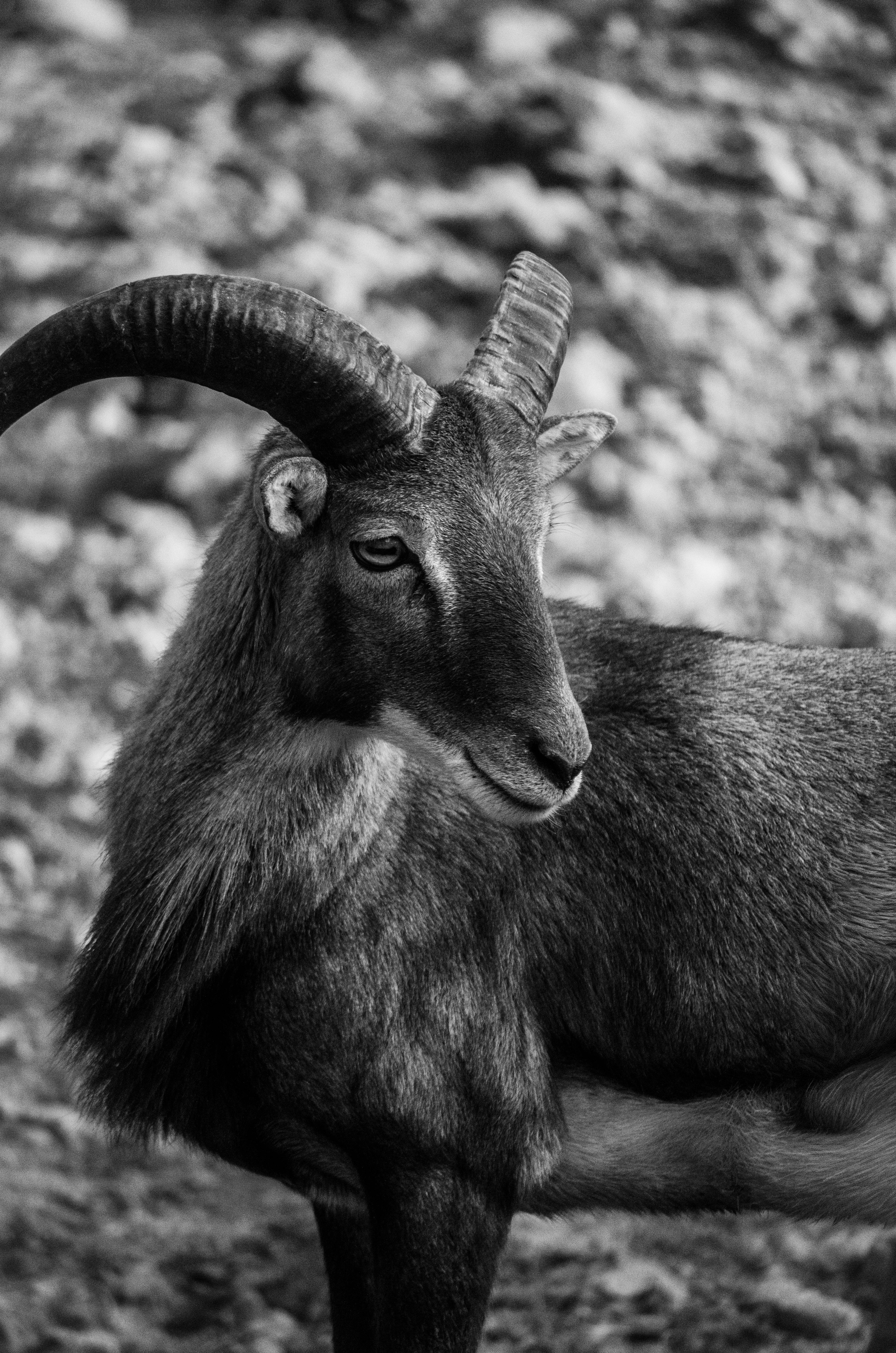A captivating black and white portrait of a mountain goat showcasing its majestic horns and calm demeanor.