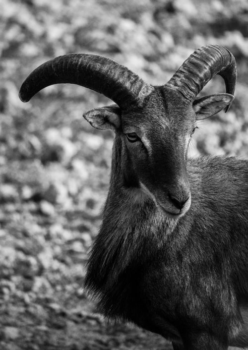 Free Black and white portrait of a majestic Aoudad with impressive curved horns. Stock Photo