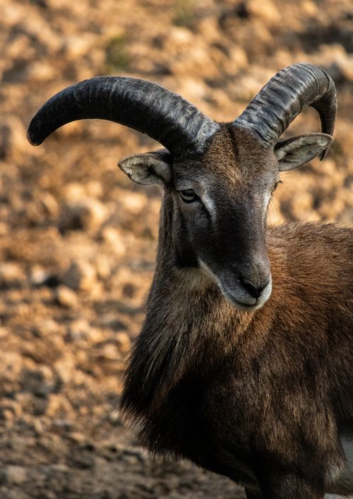 Free Close-up of a Barbary Sheep, showing its impressive curved horns, in a rocky outdoor setting. Stock Photo