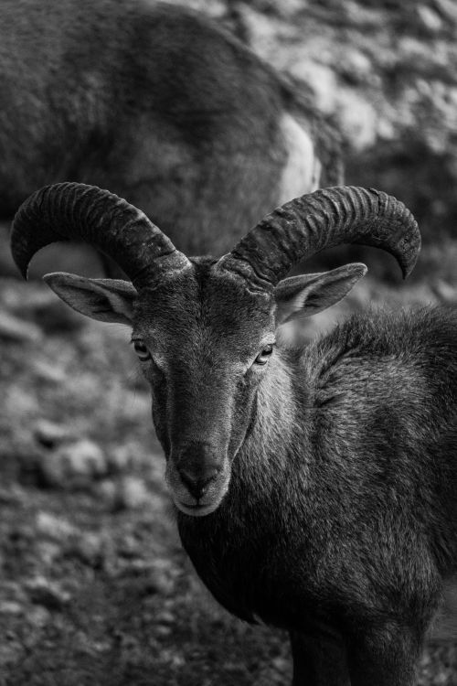 Free Black and white shot of a wild goat with impressive horns showcasing its noble presence in nature. Stock Photo