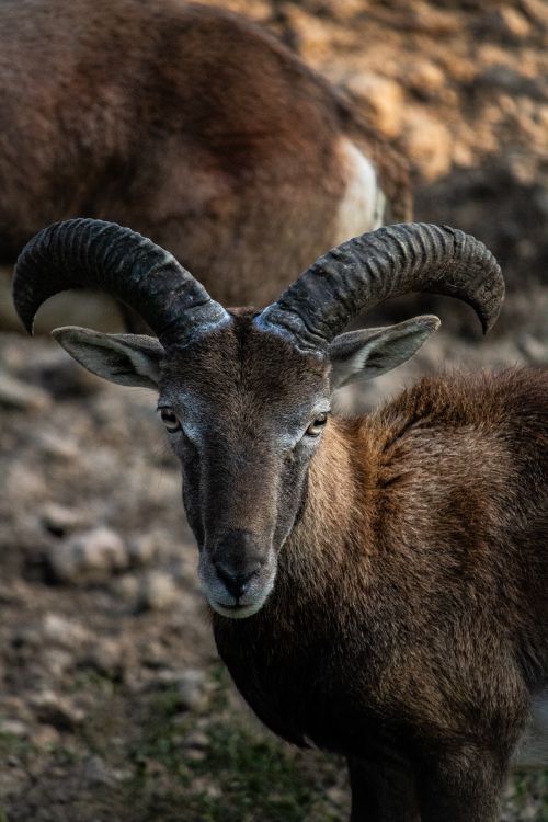 Free Detailed close-up photo of a mouflon sheep in a rocky outdoor environment. Stock Photo