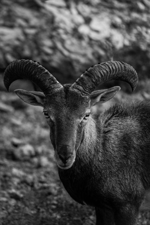 Free Monochrome image of a wild goat with large curved horns in a natural setting. Stock Photo