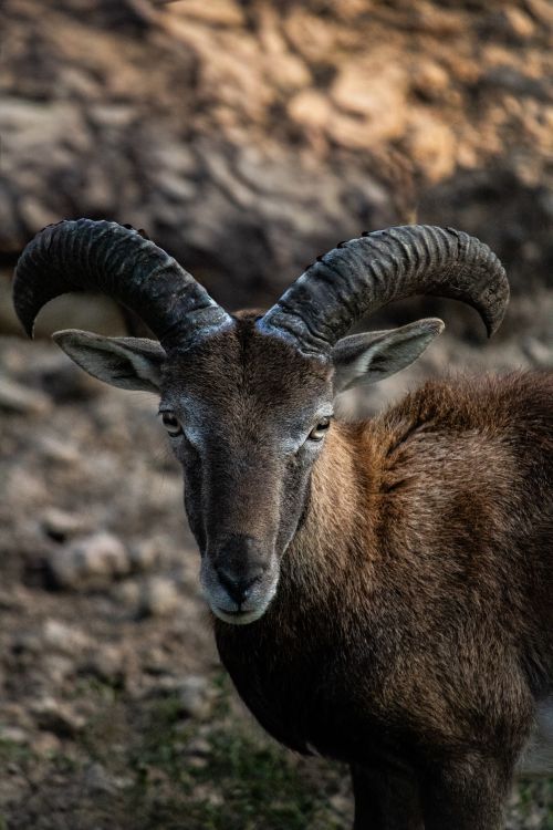 Free Close-up of a Barbary sheep showcasing its impressive horns in a rocky outdoor setting. Stock Photo