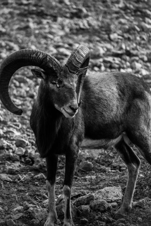 Free Stunning black and white photo showcasing the majestic horns of a wild ram in its natural habitat. Stock Photo