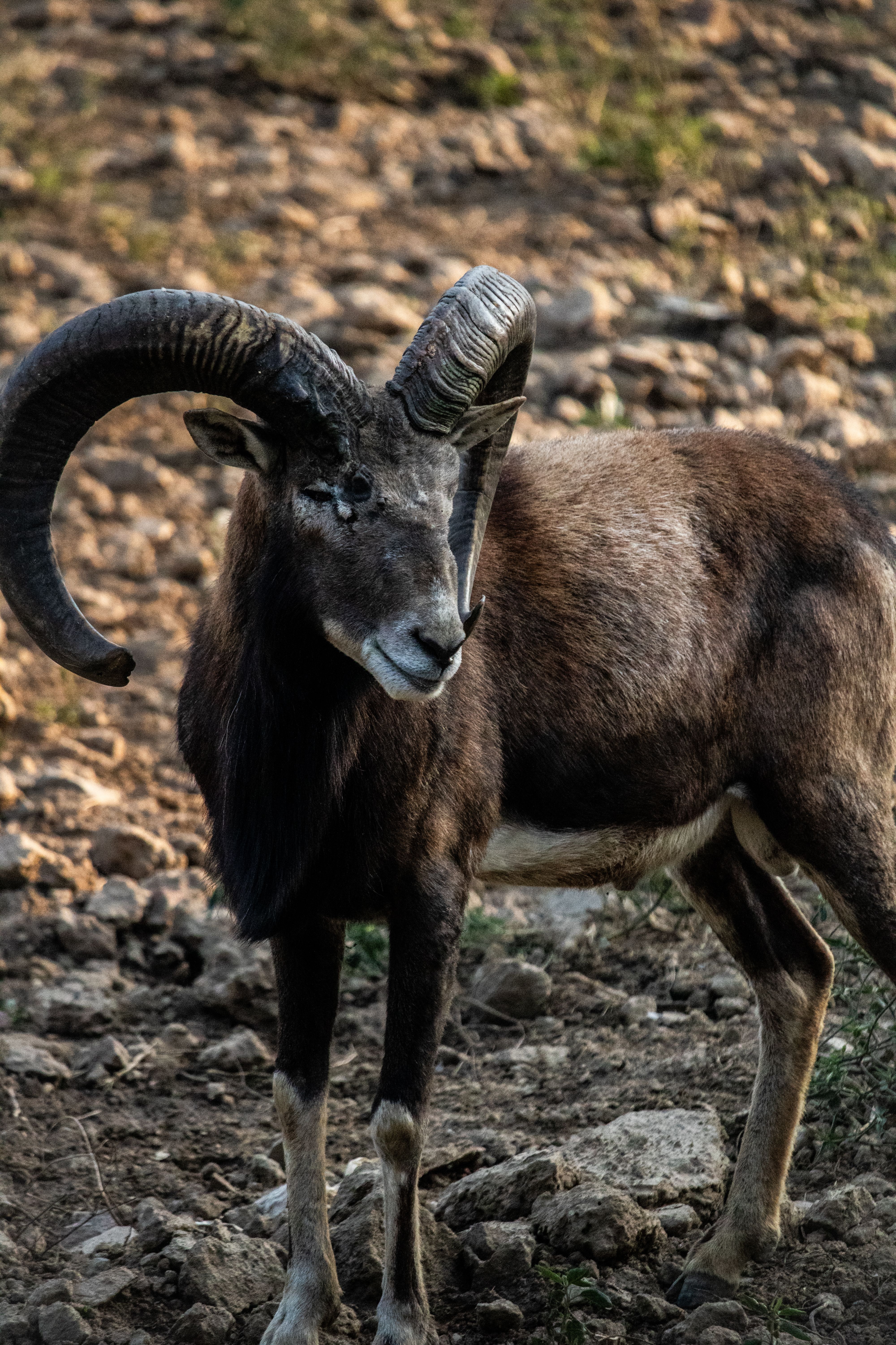 Explore the rugged beauty of a majestic wild ram standing amidst rocky terrain, captured in warm natural light.