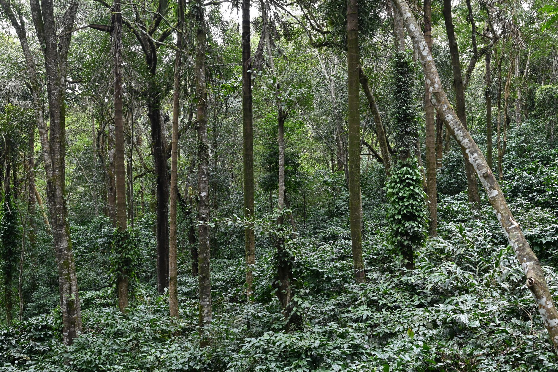 Coorg Coffee Estate Stays: What to Expect and How to Choose
