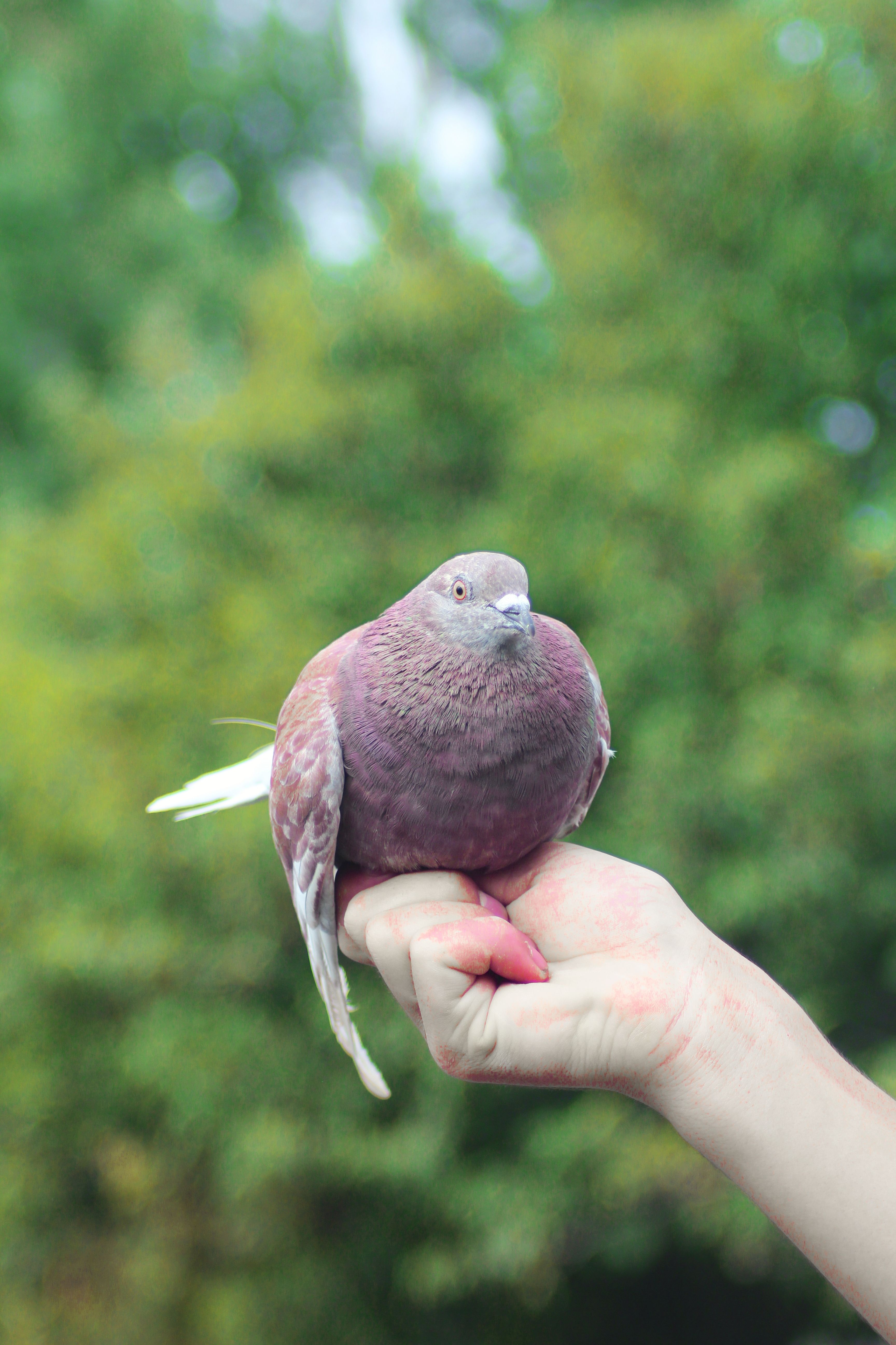Close-up of Pigeon Perching on Hand Outdoors · Free Stock Photo
