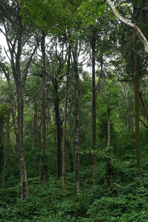 Free Explore the dense and vibrant forests of Madikeri, Karnataka, rich with lush greenery and towering trees. Stock Photo