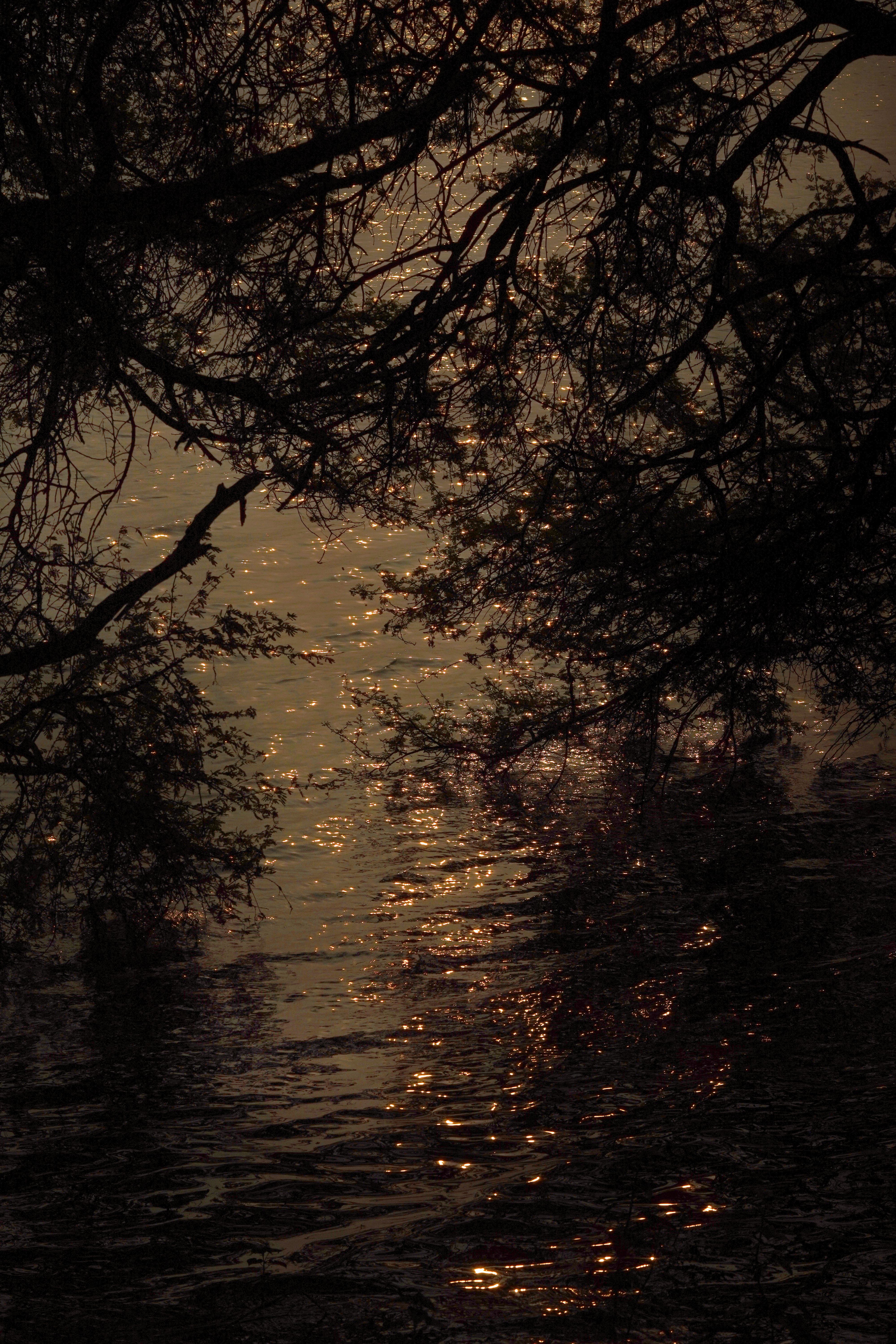 Serene Autumn Lake with Golden Reflections · Free Stock Photo
