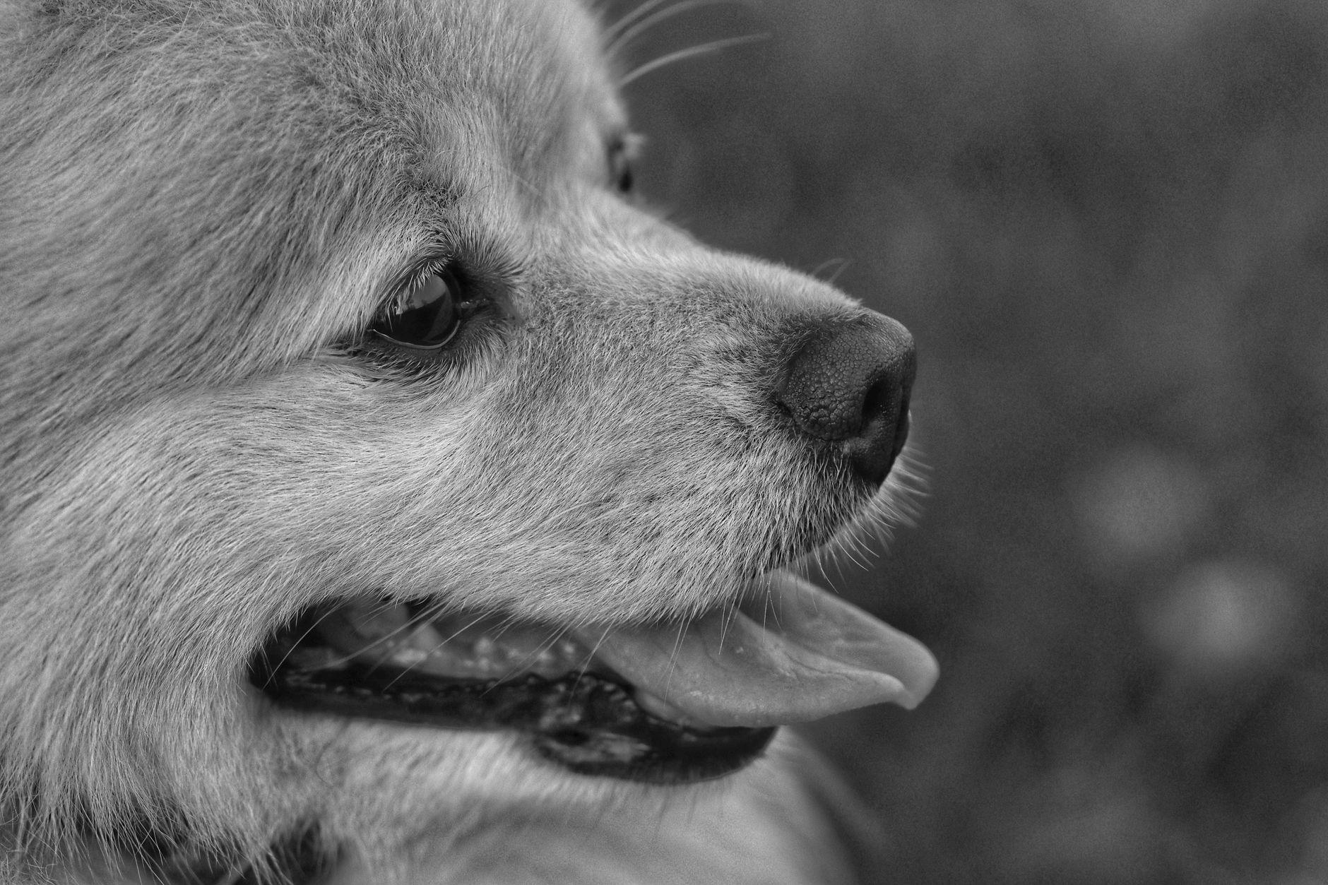 pexels-photo-36523938 Sarcome histiocytaire chien : un cancer agressif qui frappe surtout certaines races