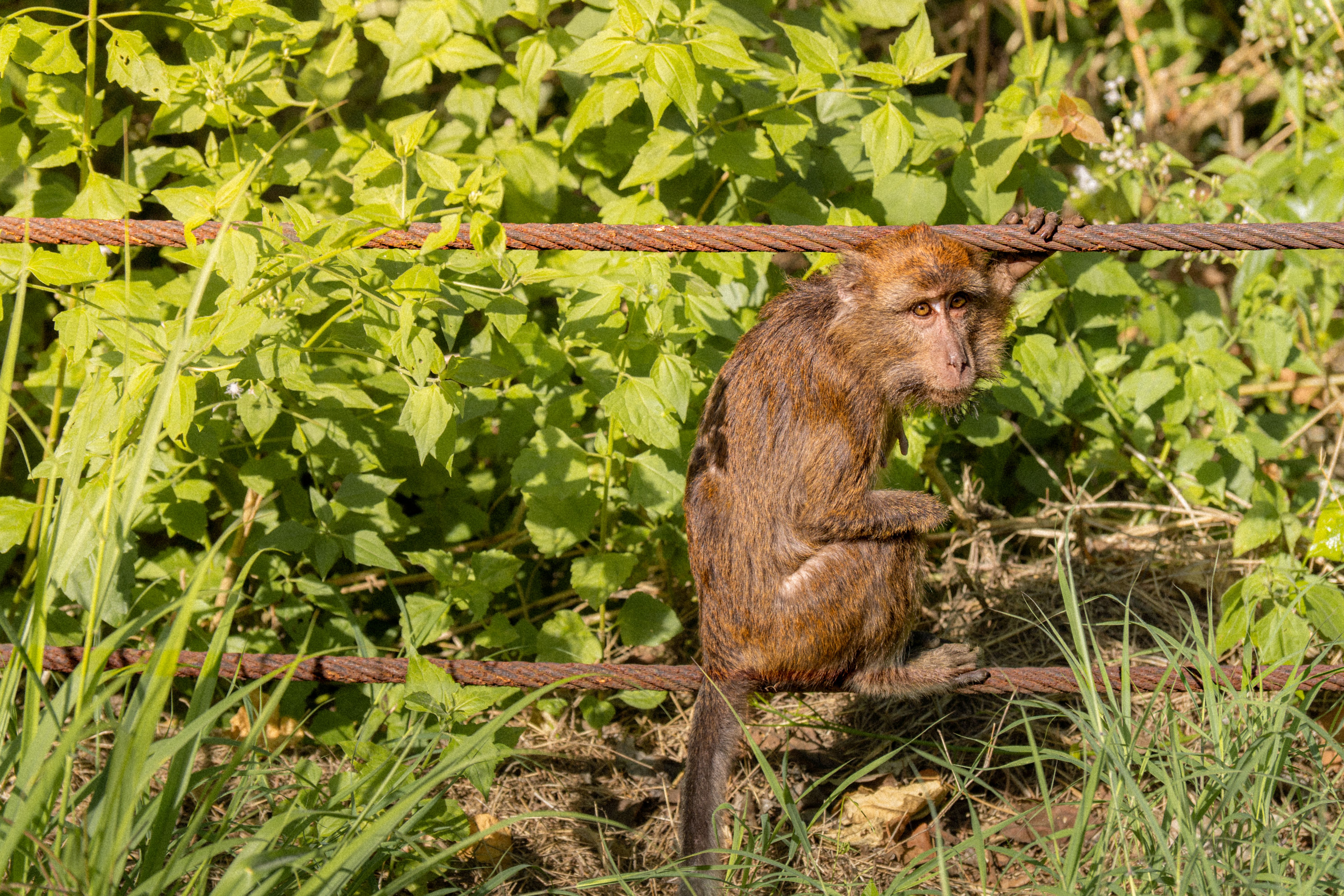 Brown Monkey on Fence Surrounded by Foliage · Free Stock Photo