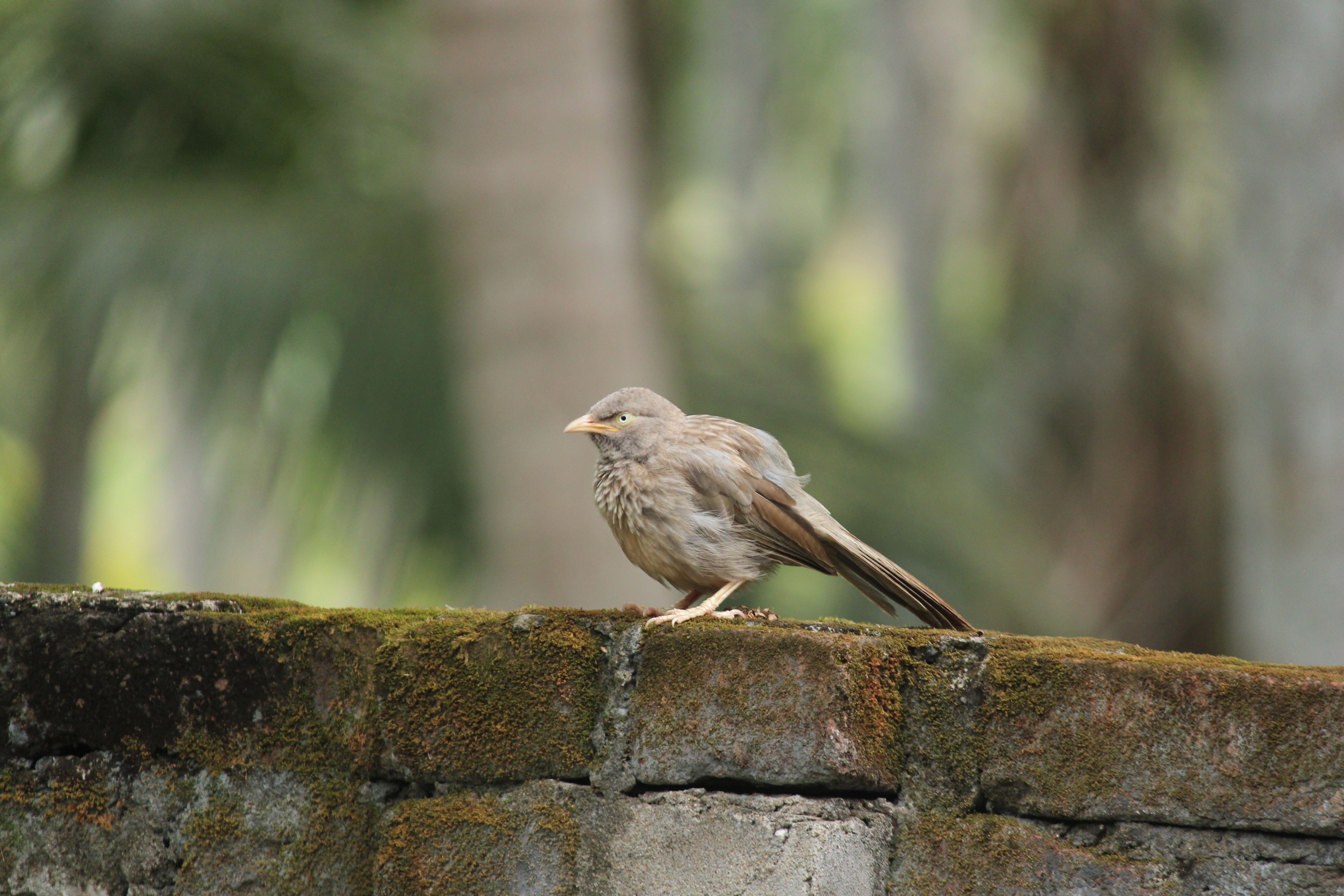 Close-up of Jungle Babbler perched on mossy wall outdoors.