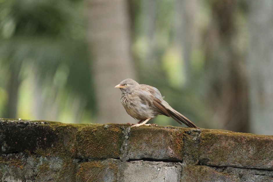 Close-up of Jungle Babbler perched on mossy wall outdoors.