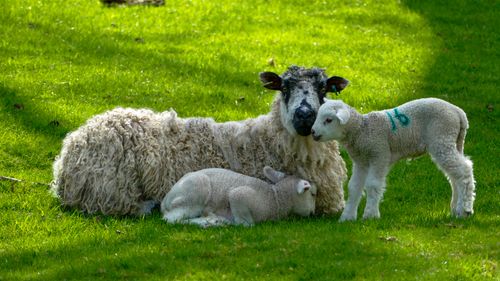 Free A serene scene of a mother sheep and her lambs on a sunny day in Scotton, England. Stock Photo