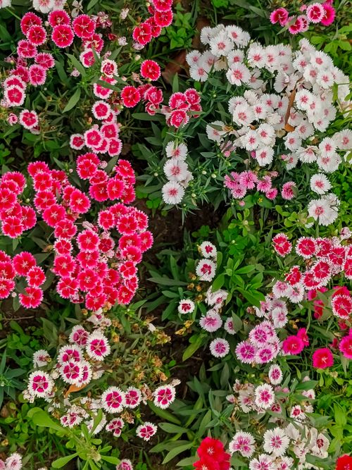 Free Brightly colored dianthus flowers with lush green foliage captured in a vibrant garden display. Stock Photo