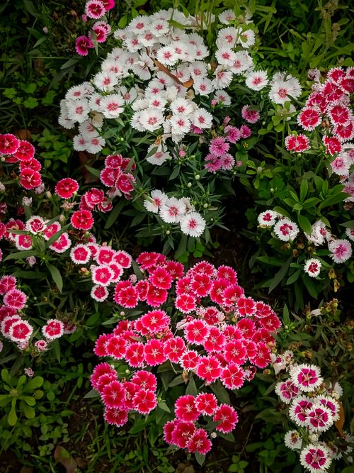 Free Colorful Dianthus flowers in a garden bed showcasing rich reds and whites in full bloom. Stock Photo