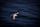 seagull