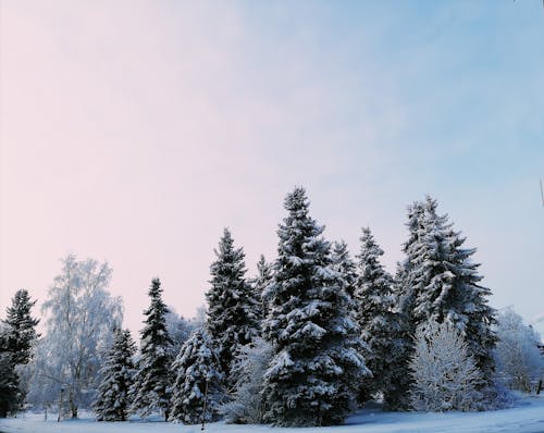 Green Pine Trees Covered With Snow