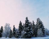 冬日景象宁静，柔和的天空下树木覆盖着白雪