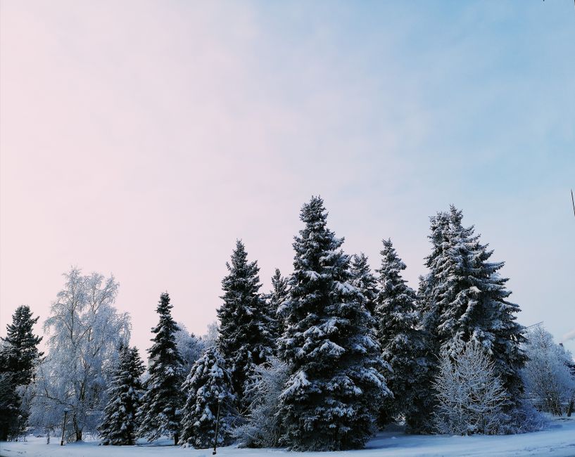 A peaceful winter scene with snow-covered trees under a pastel sky.