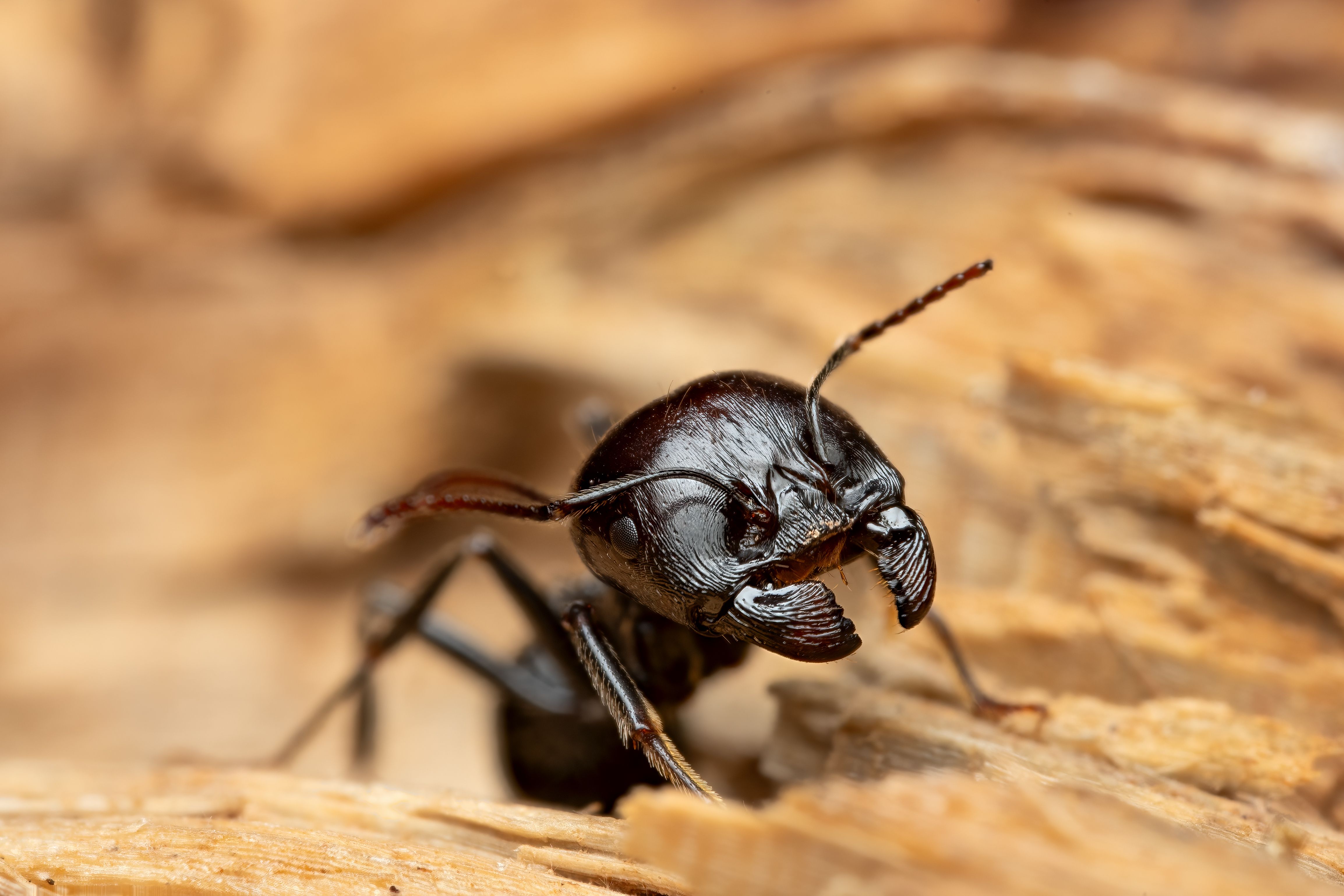 Carpenter ant on a wooden surface