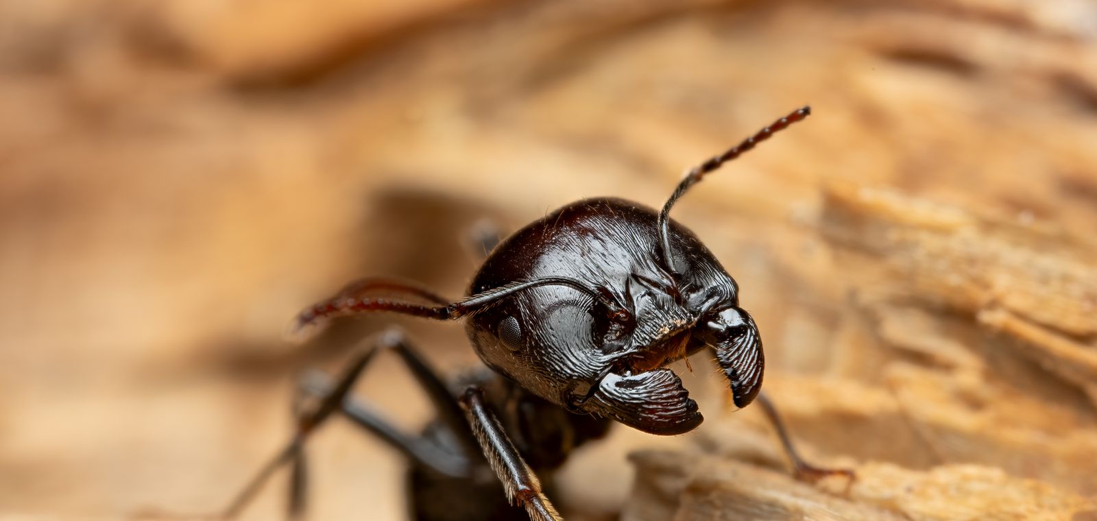 Carpenter ant on a wooden surface