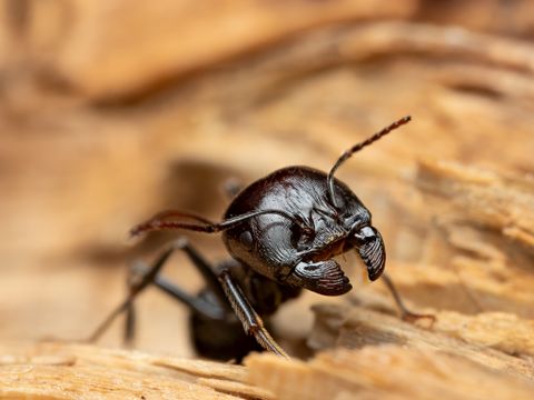 Carpenter ant on a wooden surface