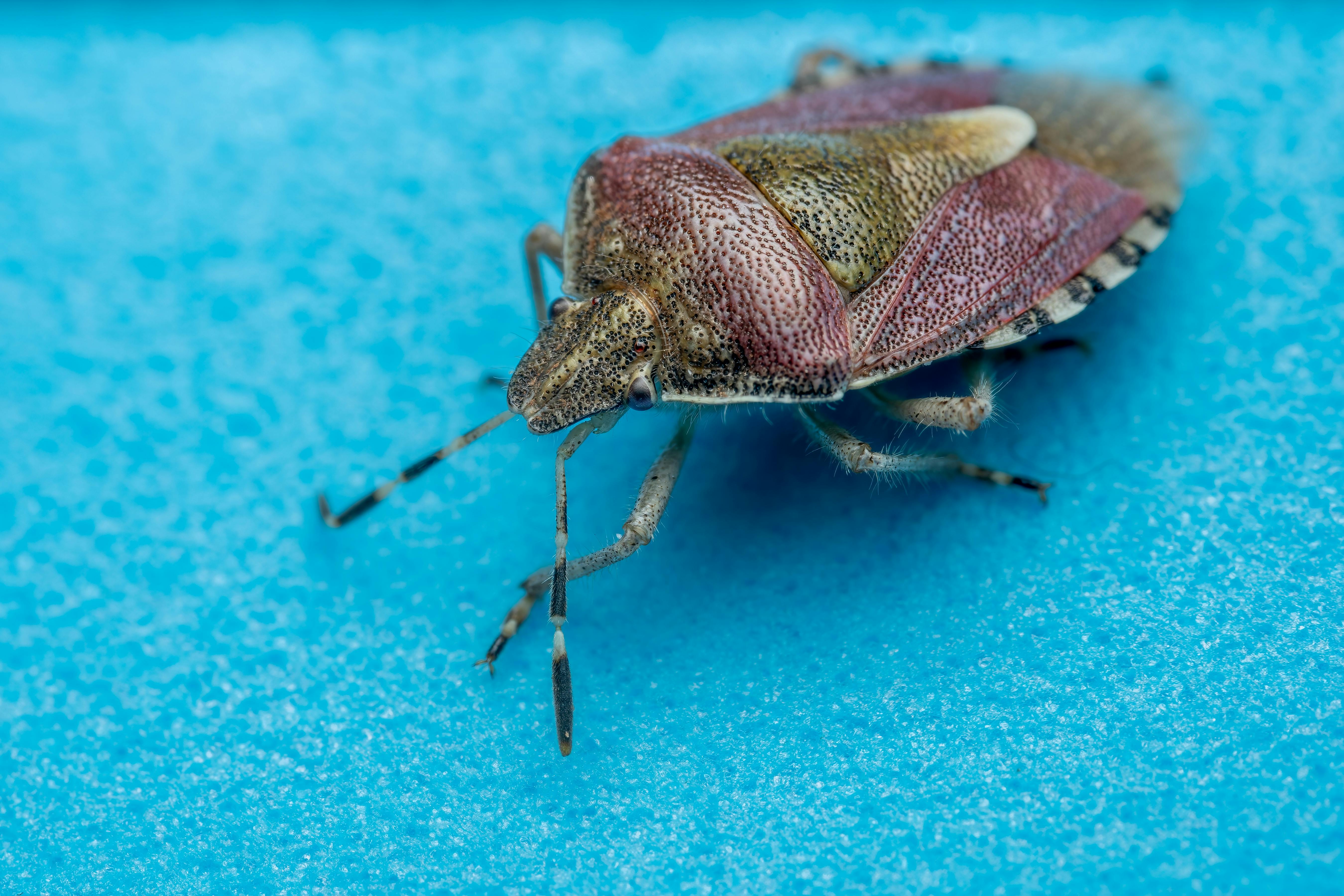 Detailed macro shot of a stink bug on a vibrant blue surface in Picassent, Spain.