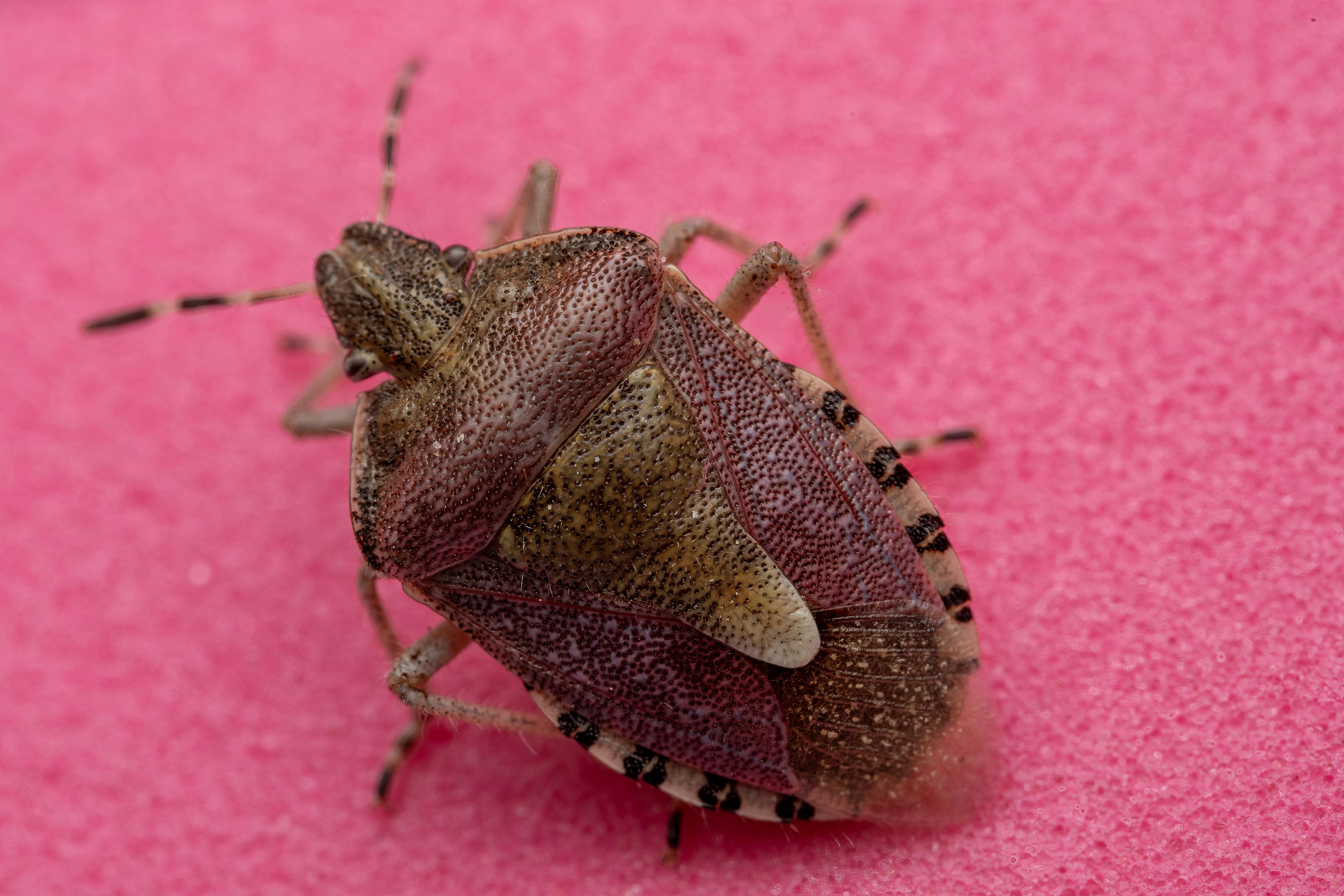 Detailed macro photograph of a stink bug (Pentatomidae) on a vibrant pink background.